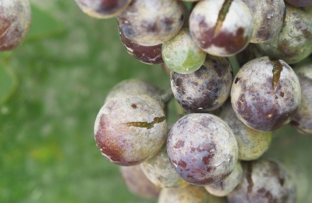 Mildew impacts the Rhône Valley