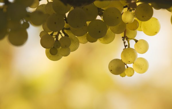 The changing tide of Napa grapes