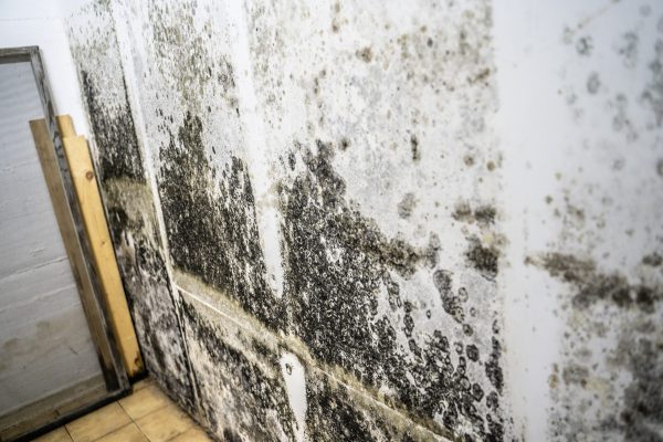 Trial date set in Diageo black mould court case