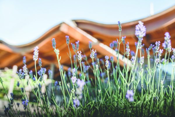 Mezzacorona places growers at the heart of its sustainability programme