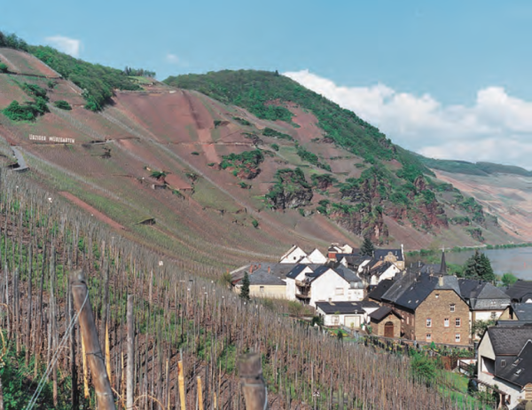 Weingut Loosen and Burgundian partner form new negociant business