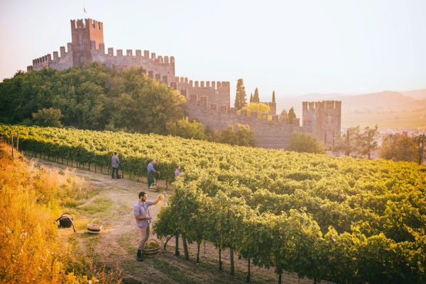 Exploring the relationship between geology and style in Soave