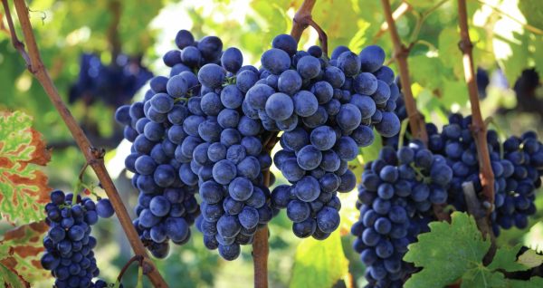 All the medallists and 6 of the best bottles from the Global Sangiovese Masters 2024