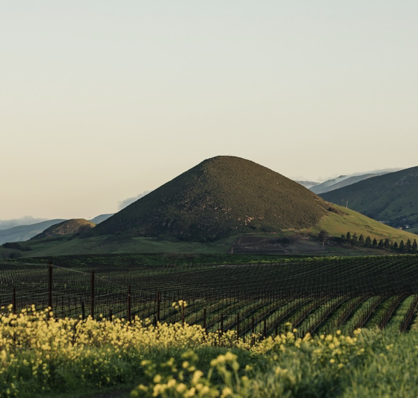 Gallo puts Central Coast vineyard up for sale