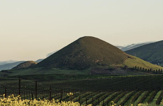 Gallo puts Central Coast vineyard up for sale