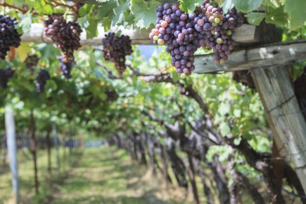 Vernatsch: Alto Adige’s contemporary red