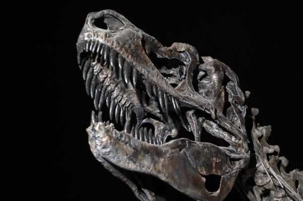 Death of dinosaurs responsible for wine