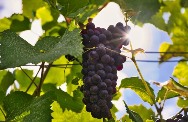 Champagne’s secret to consistency and complexity