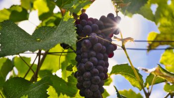 Champagne on course for earliest harvest start date ever