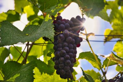 Champagne on course for earliest harvest start date ever