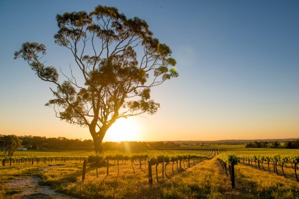 Hors Bordeaux tasting notes: Australia and New Zealand