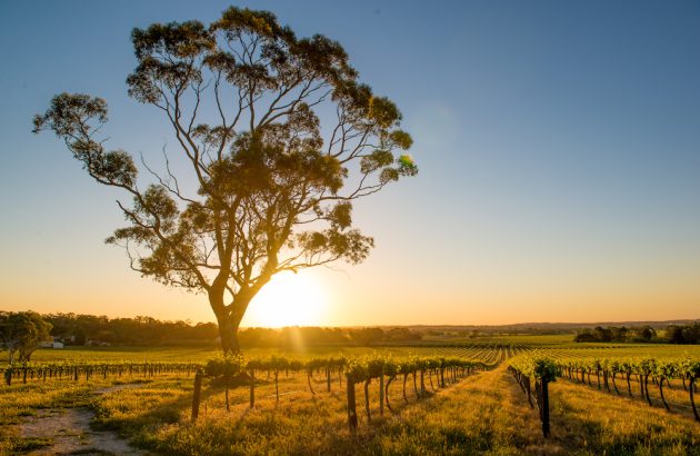 The King of wines? What Charles III has been drinking Down Under