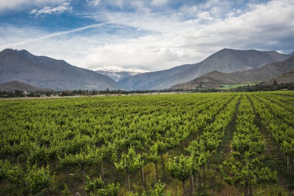 Chile’s 2024 harvest: Long but outstanding