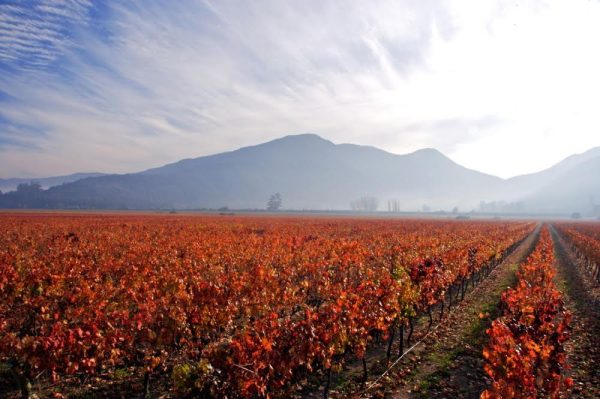 Concha y Toro beefs up sustainability with fresh B Corp assessment