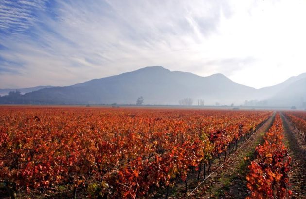 Concha y Toro beefs up sustainability with fresh B Corp assessment