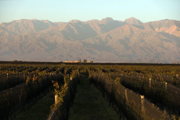 Domaine Bousquet launches first sustainability impact report