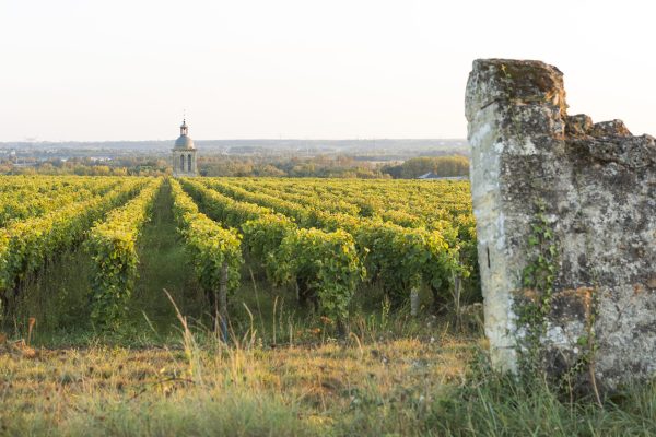 Berry Bros & Rudd: Loire en primeur reflects ‘region-wide rise in quality’