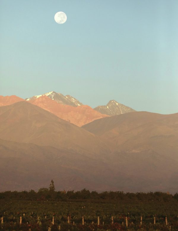 Why this summer is all about Argentina whites