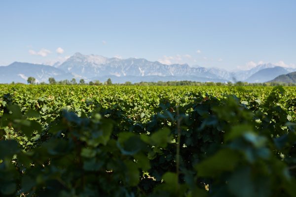 ‘It finds a lot of wine lovers’: Pasqua Wines explains Pinot Grigio success