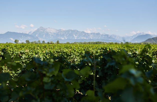 ‘It finds a lot of wine lovers’: Pasqua Wines explains Pinot Grigio success