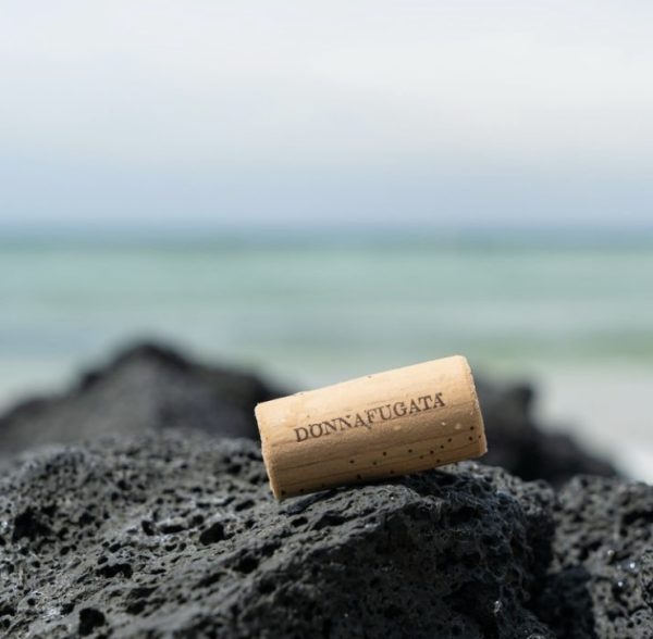 Donnafugata starts harvest two weeks early