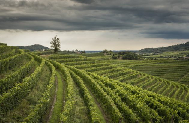 North Adriatic spearheads the slow fizz trend