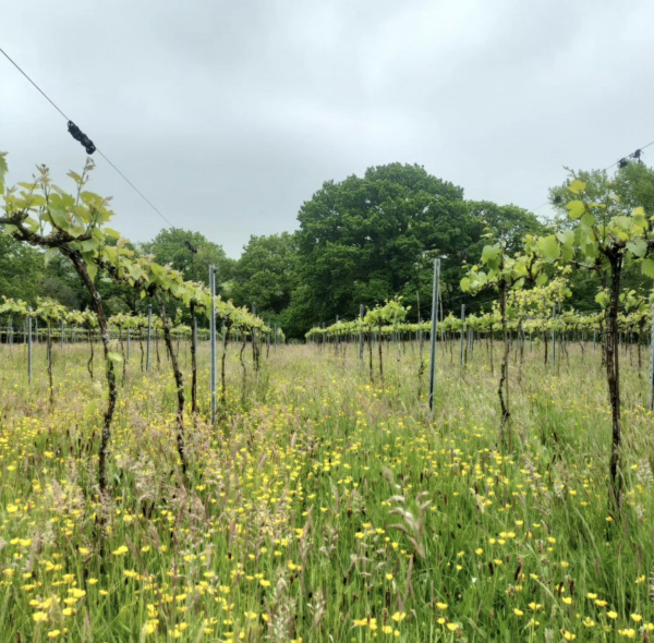 Welsh vineyard receives regenerative certification in UK first