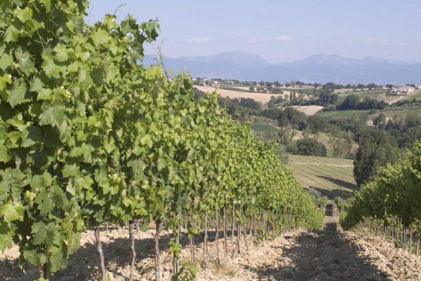 Tenuta Alzatura unveils organic Montefalco DOC Bianco