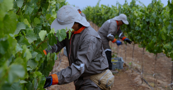 Chile’s contrasting 2024 harvest declared ‘excellent’ by country’s biggest producer
