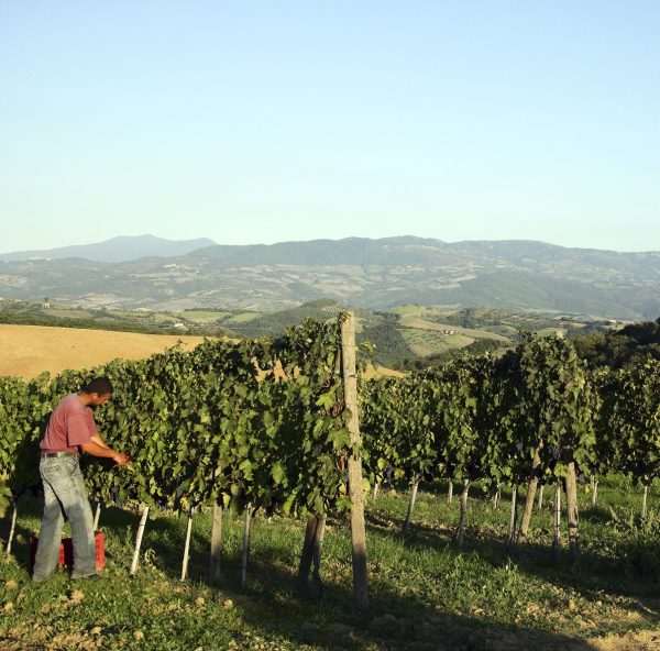 Organic viticulture grows in Montecucco