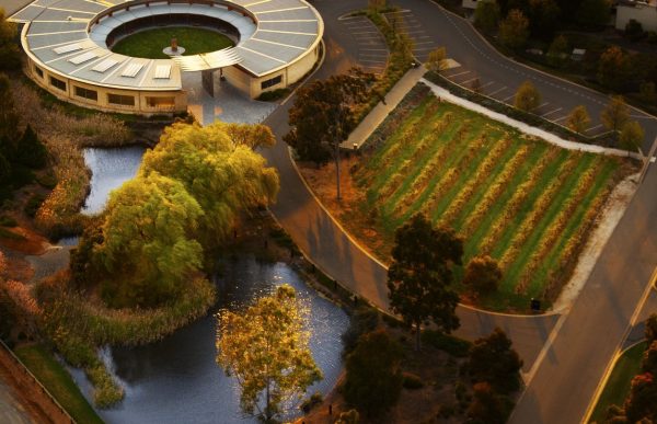 Treasury to sell Wolf Blass and Blossom Hill