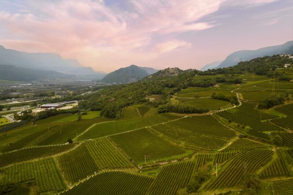 Franz Haas’ fight against terrain and technicalities in the Alto Adige