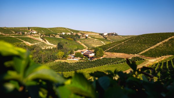 Ricossa champions Monferrato with its bold Barbera portfolio