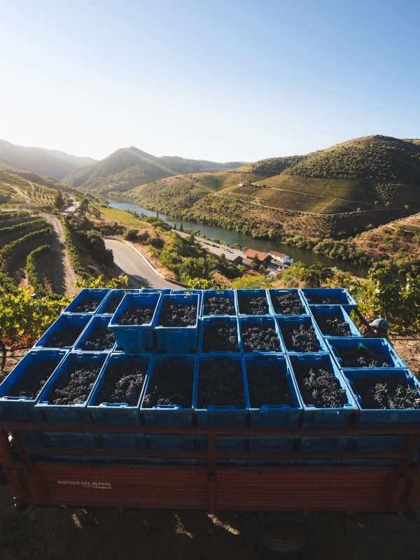 Symington expect ‘exceptional’ vintage in the Douro Valley