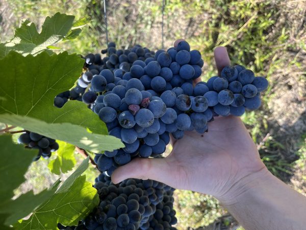 Monferrato’s modernisation of Barbera: Part Two
