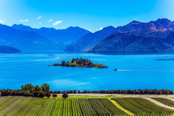 New Zealand wine exports see significant drop