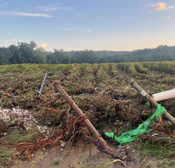Bolgheri DOC weathers the storm