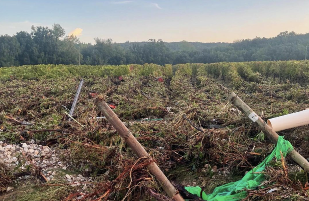 Bolgheri DOC weathers the storm