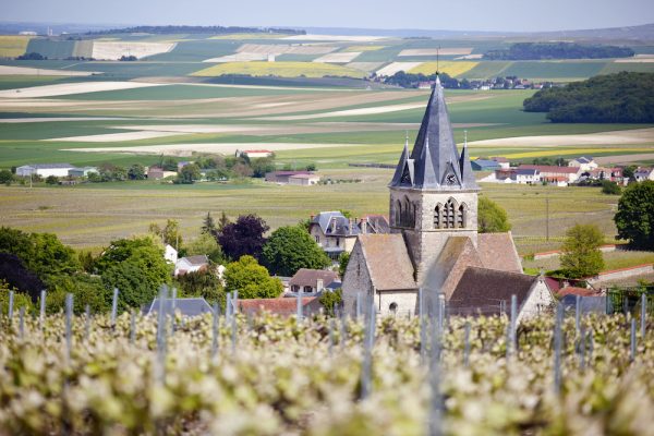 Champagne harvest: ‘yields are proving to be highly uneven’