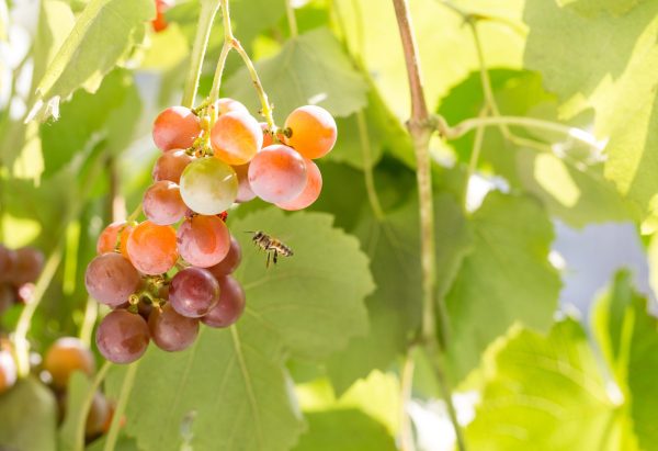 Californian producer supports bees through organic wine sales