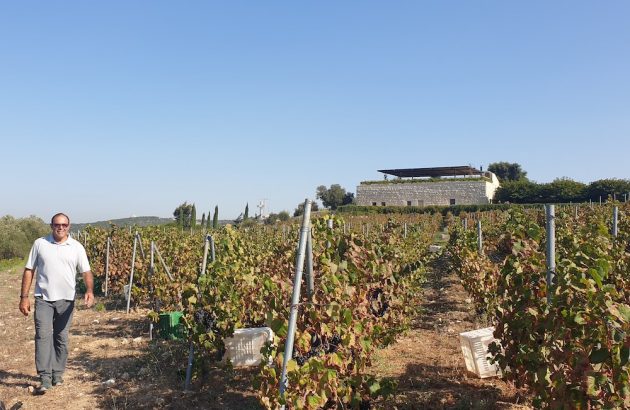 Lebanon producer harvests grapes despite bombings