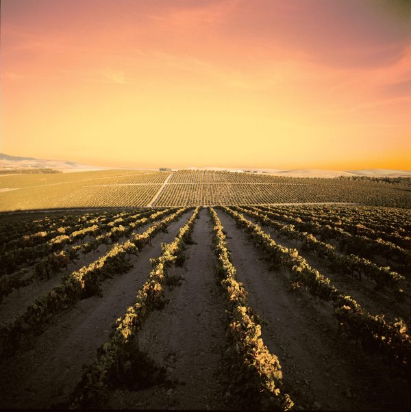 Barbadillo, bodega terroir and the ‘sweet spot’ for Sherry