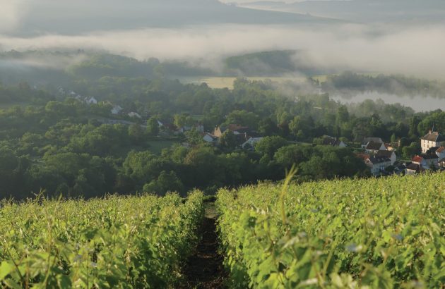 Top 10 ways Champagne is tackling climate change
