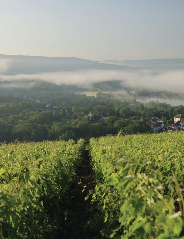 Top 10 ways Champagne is tackling climate change
