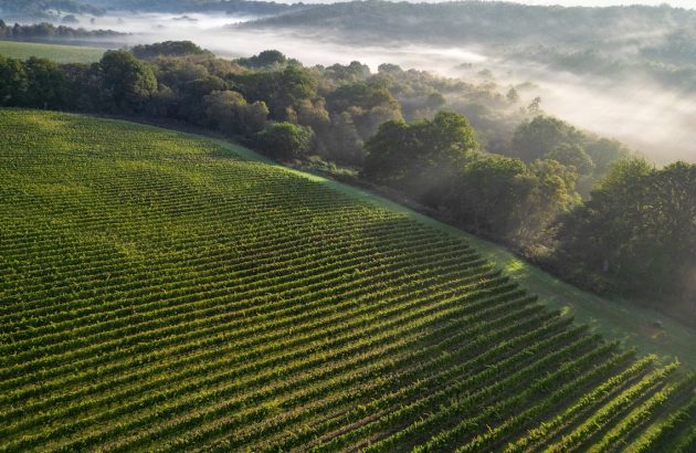 South Africa meets Sussex as Leonardslee releases first cuvées