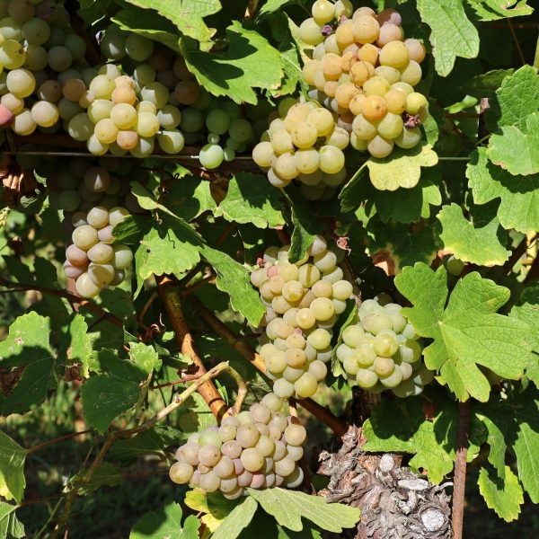 Gruppo Montelvini presents Pinot Grigio with historical context