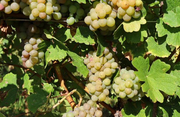 Gruppo Montelvini presents Pinot Grigio with historical context