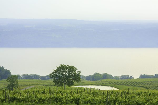 Why world-class winemakers are headed for the Finger Lakes