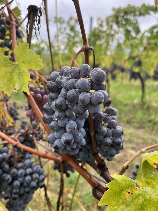 Why Chianti Classico is recalling the 90s with 2024 harvest