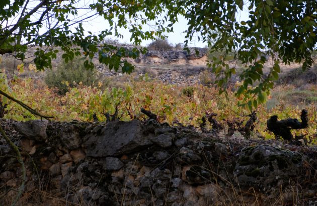Tim Atkin MW ready to reveal Ribera del Duero Selection